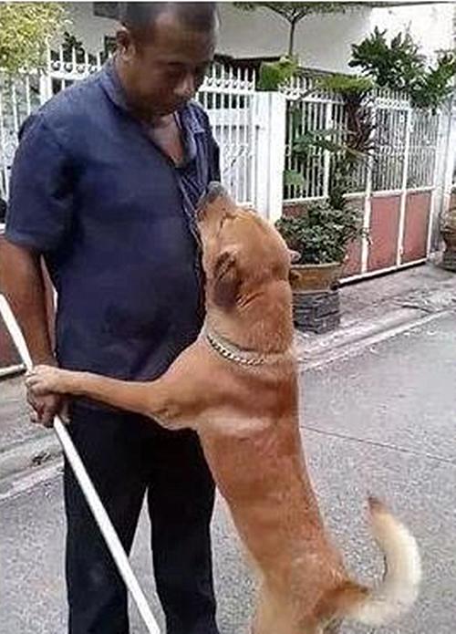 狗狗不回家，女主人拿着棍子堵在路口，画面相