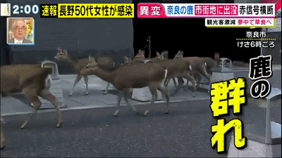 新冠病毒肆虐全球 印度惊现泡牛屎疗法 网友惊叹