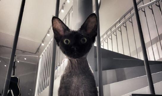 华晨宇更新动态，per和小爱鼠共同出镜，现实版的《猫和老鼠》