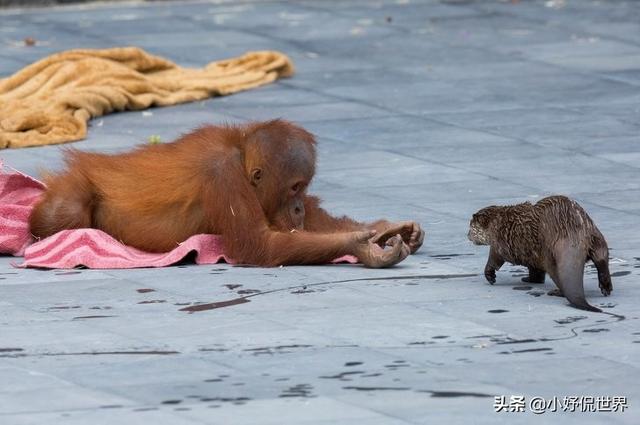 跨越种族的友情：比利时动物园里，与水獭家族建立友好联系的猩猩