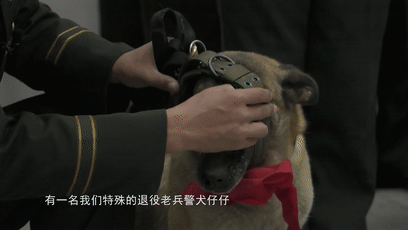 一生认一人！离开军营那一刻，退役警犬跳车飞