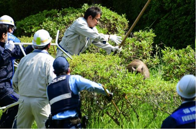 猪突猛进 日本警察出动大抓捕（图片合集）