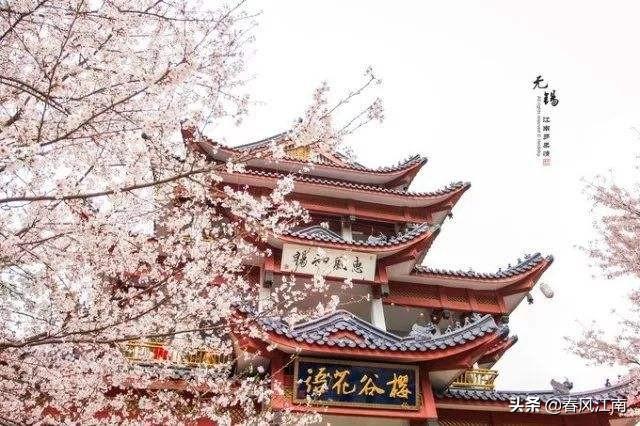 中国第一赏樱胜地鼋头渚的樱花，美的不可方物