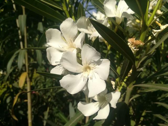 阎良：锦绣公园里的风景！