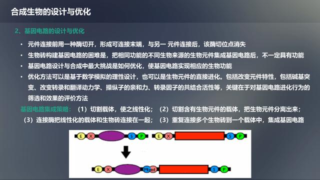 未来生物科技技术：合成生物学概述及应用