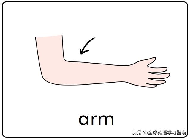图片[7]-幼儿启蒙英语单词闪卡 － 字母Aa的15个相关单词-笑傲英语网
