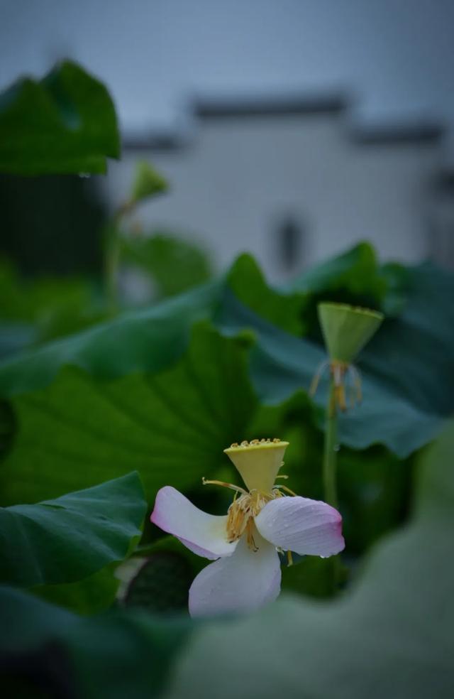 「一波」今日小暑 来一波和小暑有关的唯美图片发朋友圈