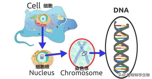 不懂基因是什么？一篇文章带你看懂基因的前世今生
