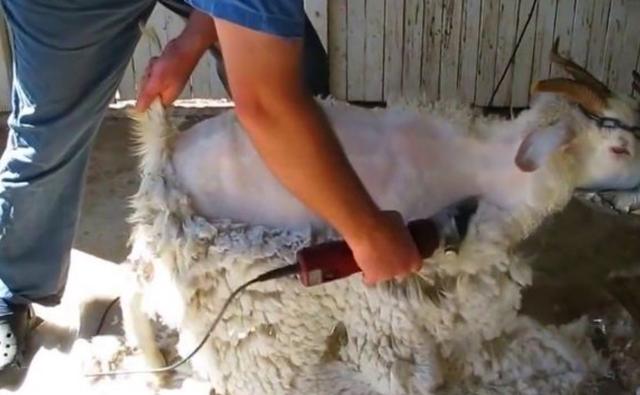 澳大利亚企业不爱国？纷纷反对政府与中国决裂：这是自断财路