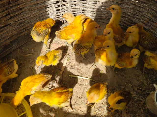å¨åæååºå£³çå°é¸¡åºè¯¥ææ ·åå»æ´å¥åº·ï¼ææ´»çæ´é«ï¼
