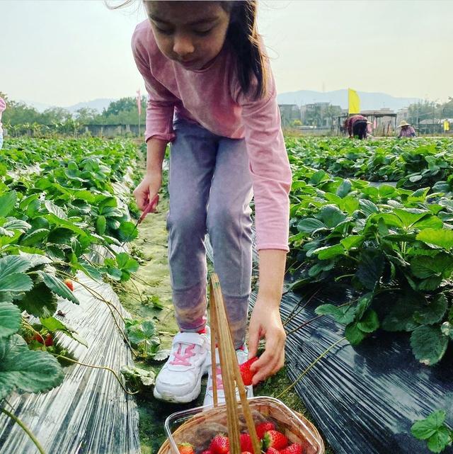 梁咏琪带女儿摘草莓体验农家乐，5岁Sophia亭亭玉立已有大长腿