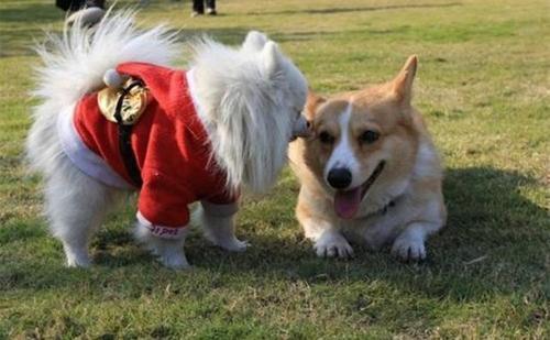 狗的发情期一般会持续多少天？