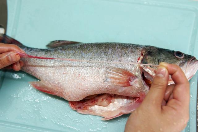 做清蒸鱼，别只会放葱姜，去掉鱼身上这些部位，鱼肉没腥味还鲜嫩