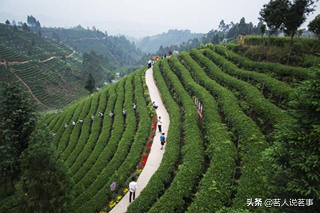 蒙顶甘露：煮沸三江一碗水，坐看云起半日闲