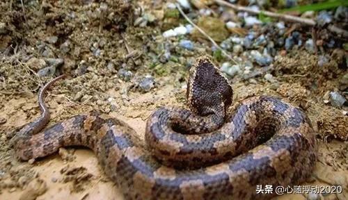 民间传说的五步蛇到底是什么蛇？它的毒性如何
