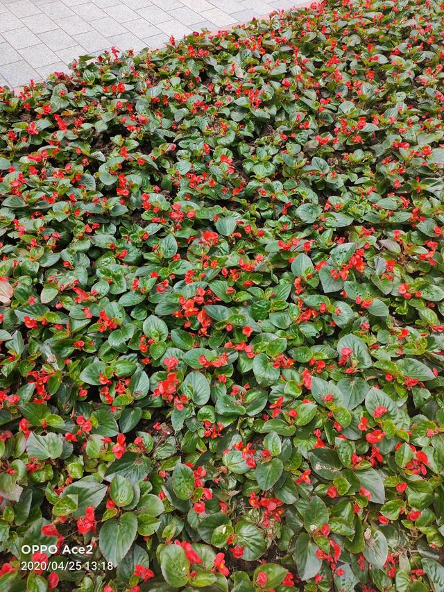 深度体验OPPO Ace2：除了双闪充组合，它能否撑起Ace体验？