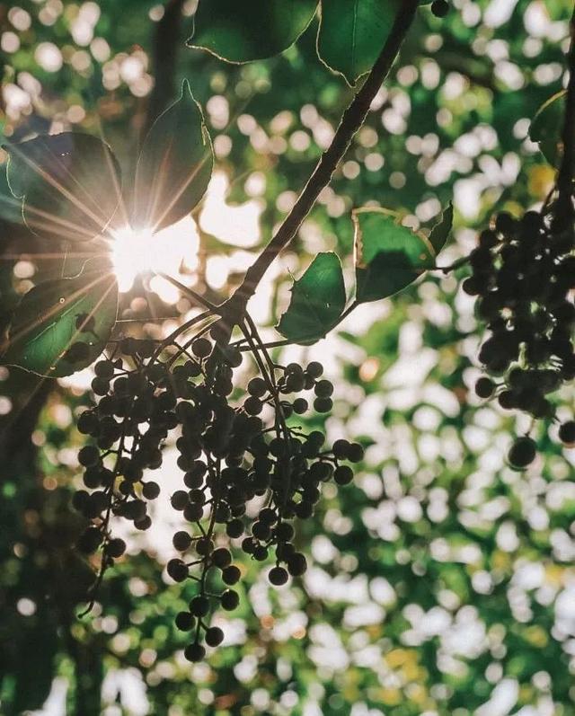 三亚1.5h直达！这座全国荔枝第一甜的海滨古城，