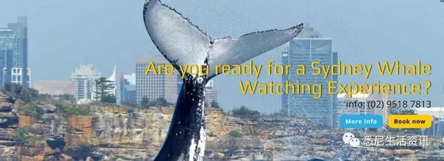 来了！4万多头座头鲸浩浩荡荡逼近悉尼港！气势