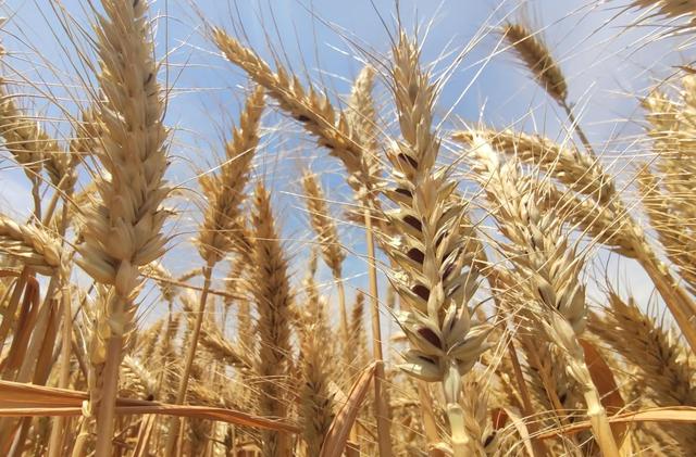 黑小麦酿酒爽口绵柔飘香万里