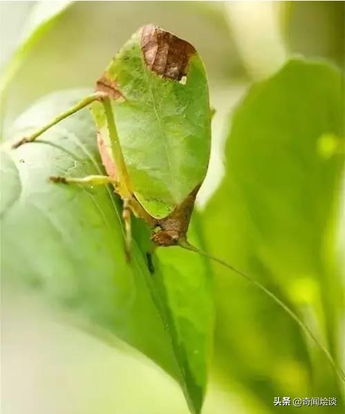 这就是神奇的大自然！这么奇妙的动物我第一次