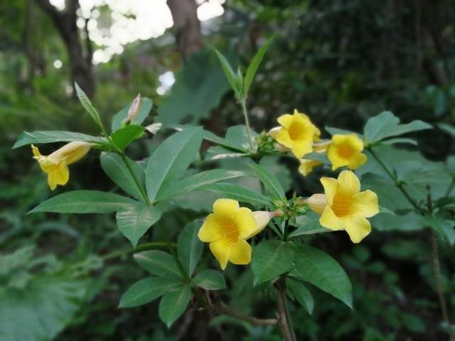 夏天来了，到南宁市里的这个天然氧吧，走花路