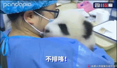 不配合|熊猫宝宝拒不配合，还不停和饲养员吵架顶嘴饲养员只能投降