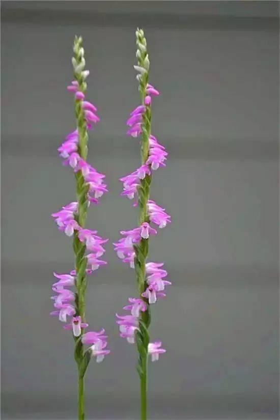 [转载]100种状如其名的奇花异草