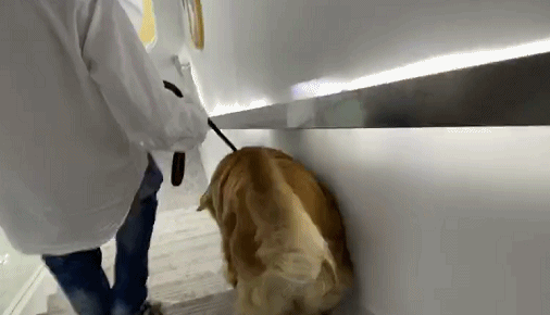 没错，狗也能献血，但被“人”喷闲得慌，说狗不配人的待遇