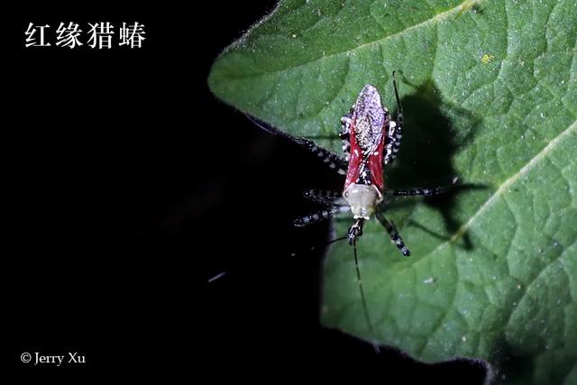 云南的夜探，才是中国夜探活动的王炸