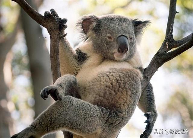 至今还在的4个古老生物，1个在中国，第4个恐龙