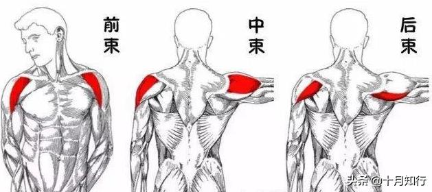 把肩練寬練飽滿，動作不用多4個就夠，幫你改善窄肩練出寬厚肩膀