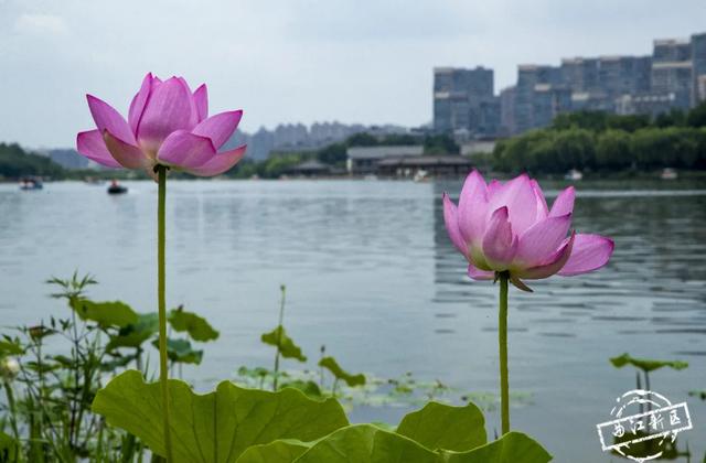 曲江卧莲台，一池荷花醉夏天