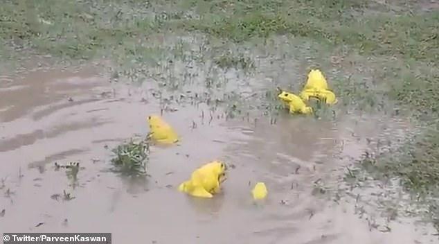 出现|印度水塘出现黄色青蛙 据悉是雄性在雨季交配期为吸引异性而变色