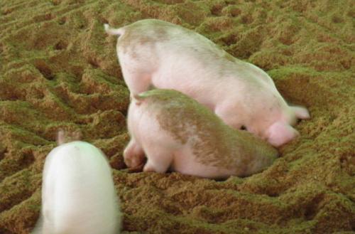 发酵床养猪比水泥地有哪些好处？省钱、省力、省心