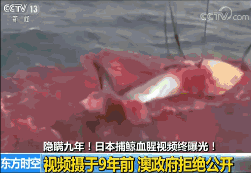 来了！4万多头座头鲸浩浩荡荡逼近悉尼港！气势