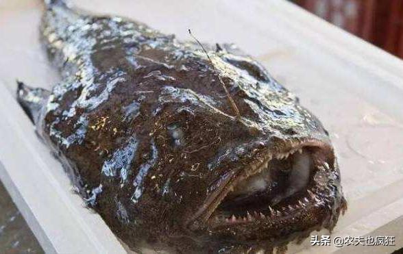 人称“蛤蟆鱼”，长得奇丑无比，肉质鲜美且刺少，价格低到2元1斤