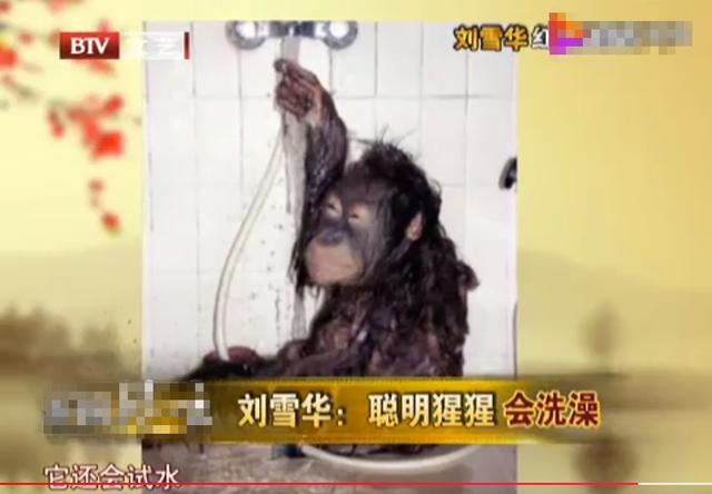 刘雪华：和猩猩打麻将，因麻将和丈夫结缘，丈夫死前还在打麻将？