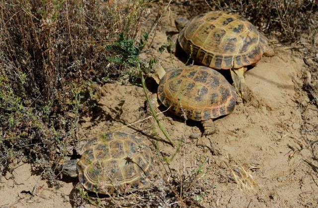 物种百科：四爪陆龟