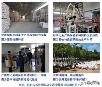 看，山东爱依特生物技术有限公司如何成为鹅饲料市场的一匹黑马
