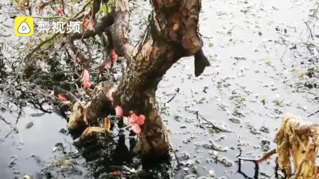 #入侵#福寿螺疯狂入侵洱海 这种外来物种可能你家乡也有