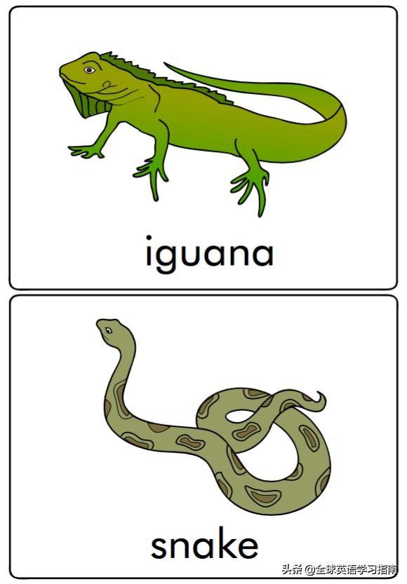 图片[20]-113张图让你记住所有动物类英语单词，分类汇总，建议收藏起来-笑傲英语网