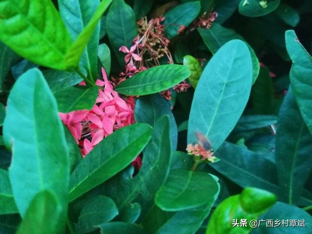 山里@贵州回应山里有龙吟声音的主人到底是谁？