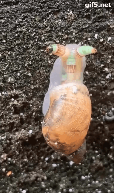 行为太过龌龊！台湾出现“僵尸蜗牛”！专家称蜗牛肉体已被控制