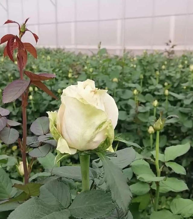 一束鲜花的进城之路：98天后，30%鲜花凋谢在路上