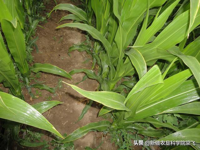 滴灌玉米生育中后期，如何管理好叶片及水肥管理策略