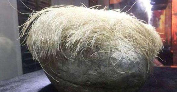 农民捡到一长满白发的石头，专家鉴定后，立马封锁整个村子