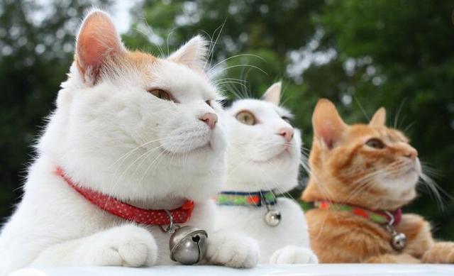 3000点临近，机构别跑