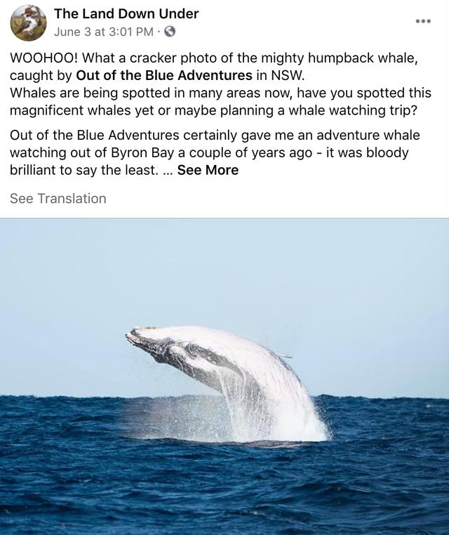 来了！4万多头座头鲸浩浩荡荡逼近悉尼港！气势