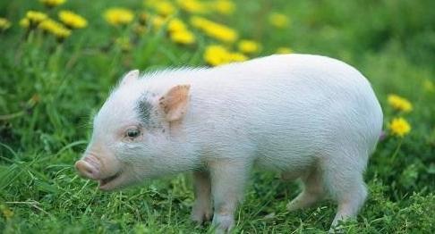 猪肉价格何时能重回“10元时代”，刘永好给出拐