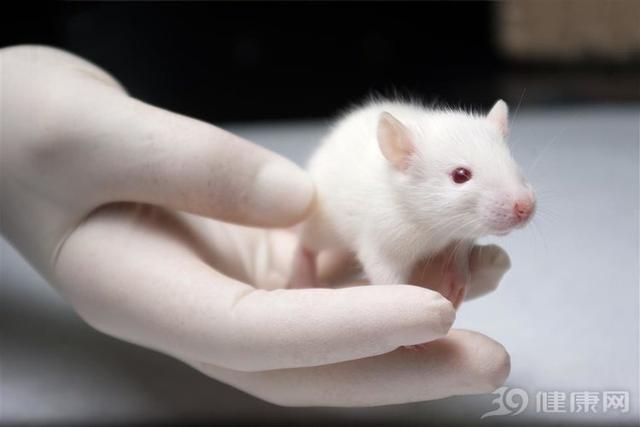 研究表明，转基因玉米会让小鼠患肿瘤，是真相还是闹笑话？